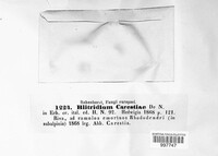 Durella carestiae image